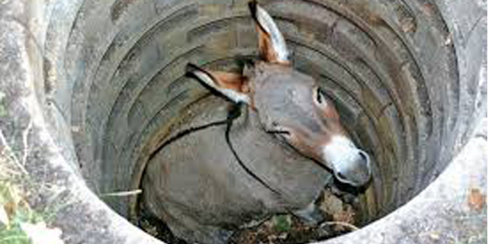 Perseverance: A Donkey in the Well